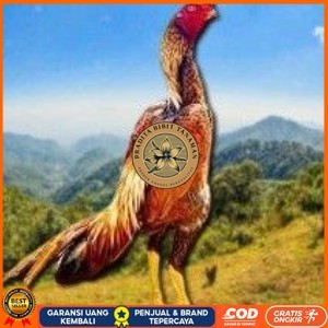 

telur tetas ayam shamo super jumbo super garansi PRADITA BIBIT TANAMAN