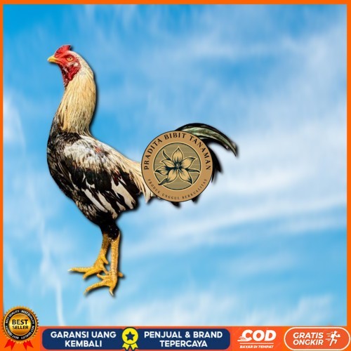 

ayam pama IQ telur fertill 100% terlaris PRADITA BIBIT TANAMAN
