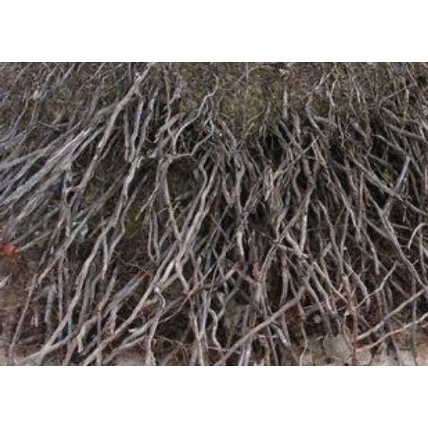 

Gelaskosong11 Promo Akar Pohon Kelapa Kering 1 Kg SA