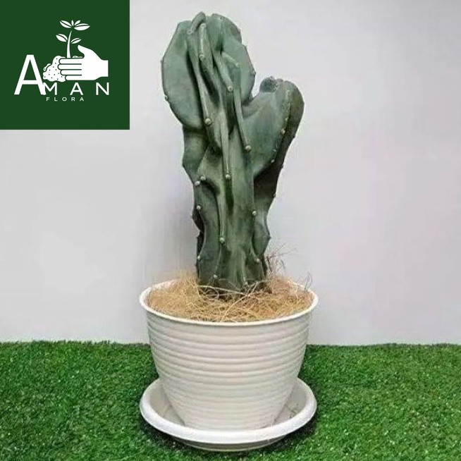  ( BISA COD ) Tanaman Hias Kaktus Lilin Cactus Batu Pohon Kaktus Pagoda Tanaman Hidup Kaktus Batu Po