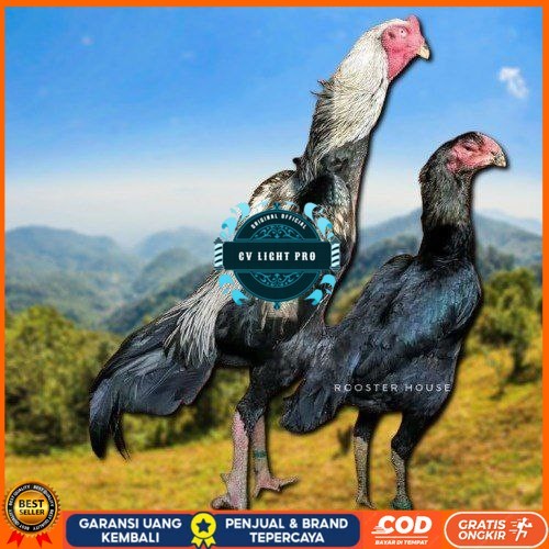 

telur tetas ayam shamo tarung valid super garansi CV LIGHT PRO
