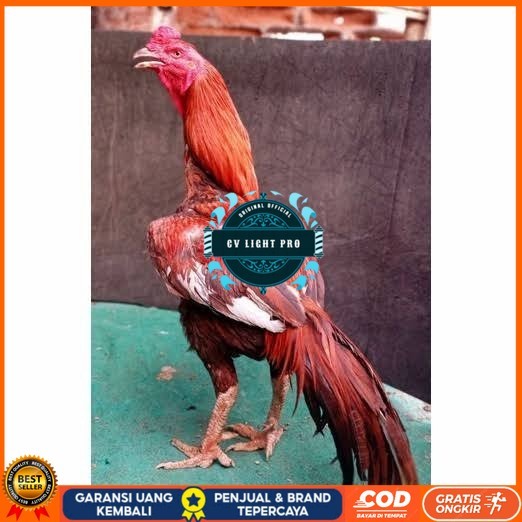 

Telur ayam bangkok super petarung aduan fertil asli CV LIGHT PRO