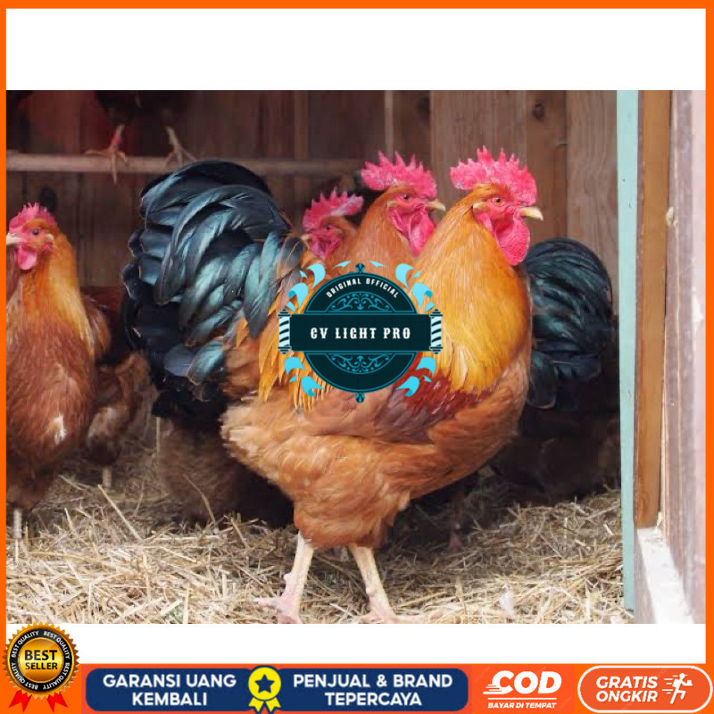 

TELUR FERTIL AYAM NEWHAMPSHIRE IMPORT UNTUK DITETASKAN CV LIGHT PRO