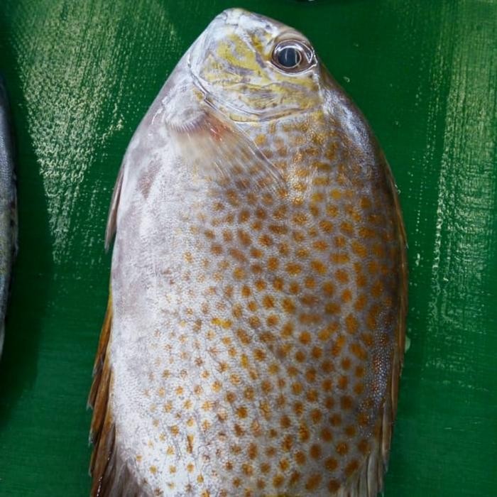 

Ikan Baronang Totol 500gr