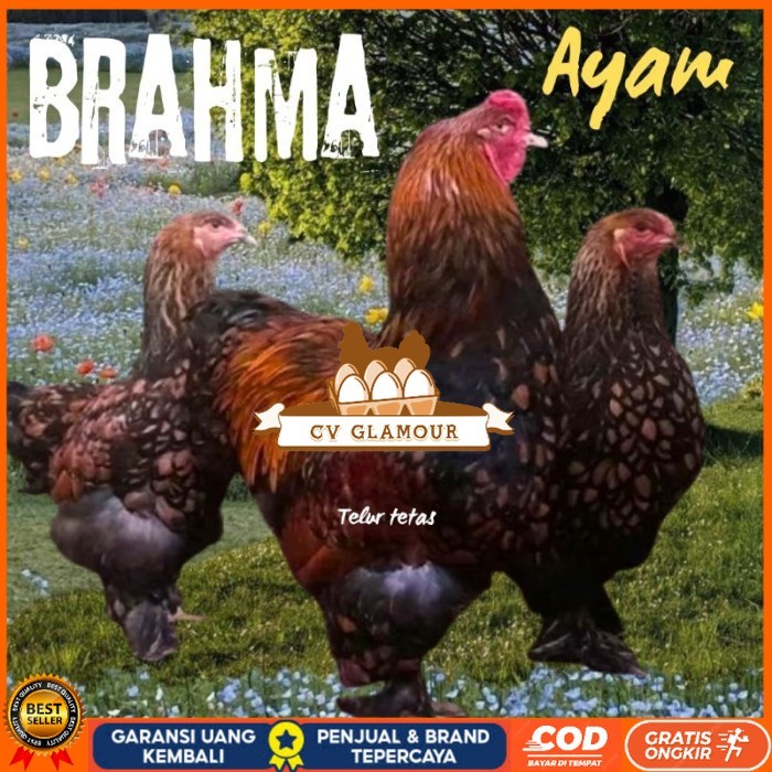 

telur ayam brahma siap tetas original berkualitas CV GLAMOUR