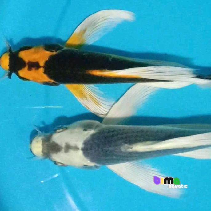 ikan koi kabuto slayer 10-13cm gndrong bergaransi seindonesia