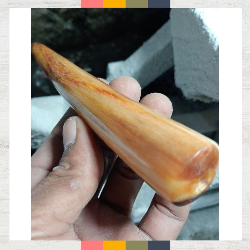 Cangklong Pipa Marlin Asli 10cm