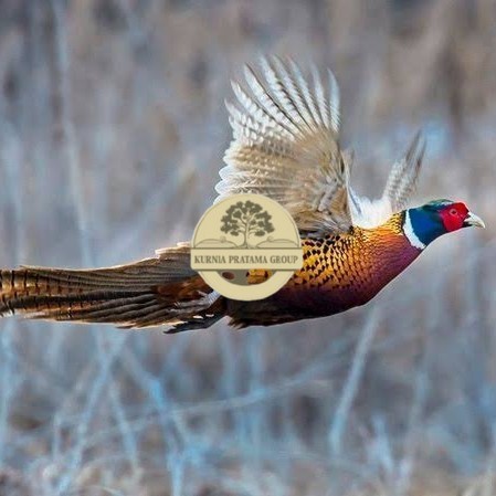 

Telur ayam ringneck pheasant green / telur ayam hias fertil siap cod KURNIA PRATAMA GROUP