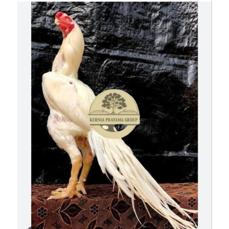 

TELUR AYAM HIAS ASEEL ORI UNTUK DI TETASKAN KURNIA PRATAMA GROUP