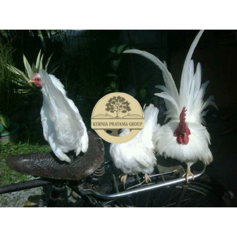 

TELUR AYAM HIAS KATE JEPANG SAMURAI UNTUK DI TETASKAN KURNIA PRATAMA GROUP