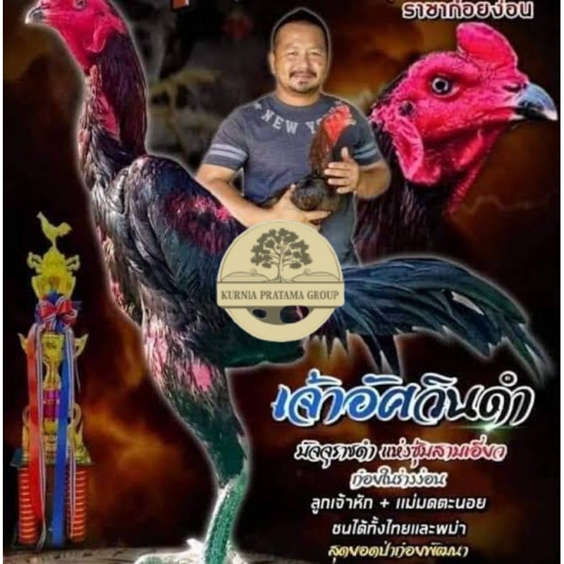 

Telur fertil ayam pakhoy full brakot brutal / COD KURNIA PRATAMA GROUP