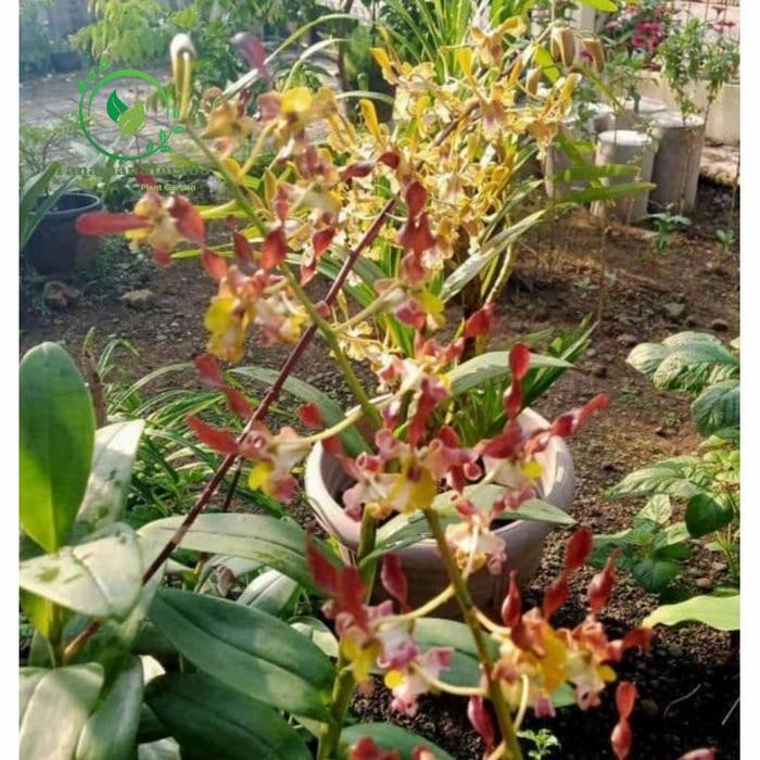 Anggrek Dendrobium Keriting Rambo Dewasa Siap Spike