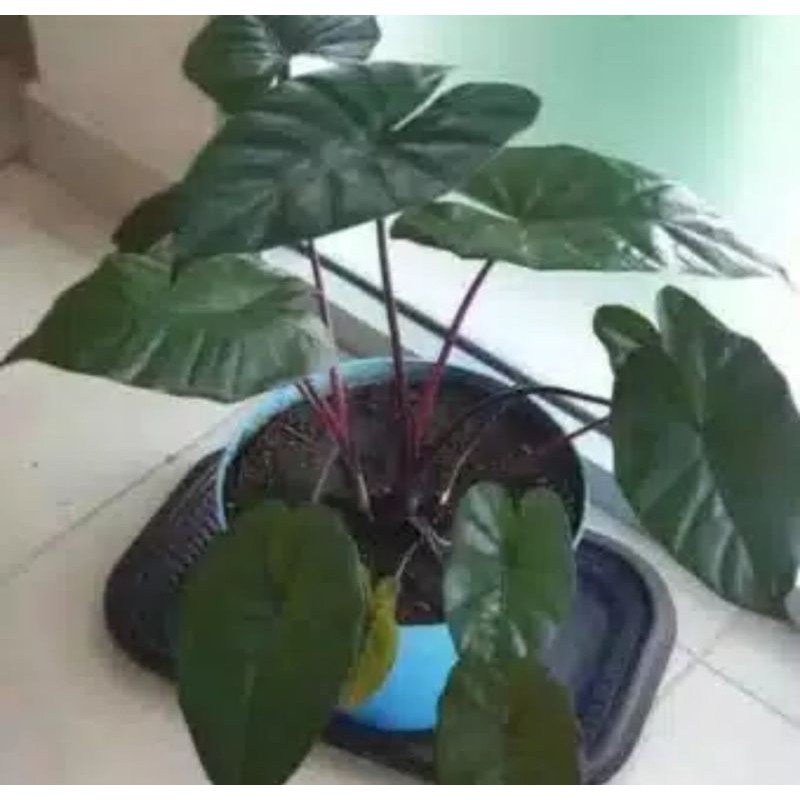 Bibit tanaman sente hitam - keladi hitam - keladi wulung - kompong hitam - lumbu ireng- lumbu wulung
