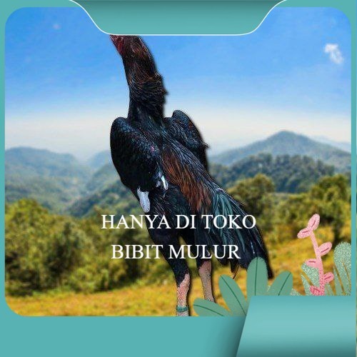 

OSHAMO EROPA FERTIL FRESH bibit.mulur