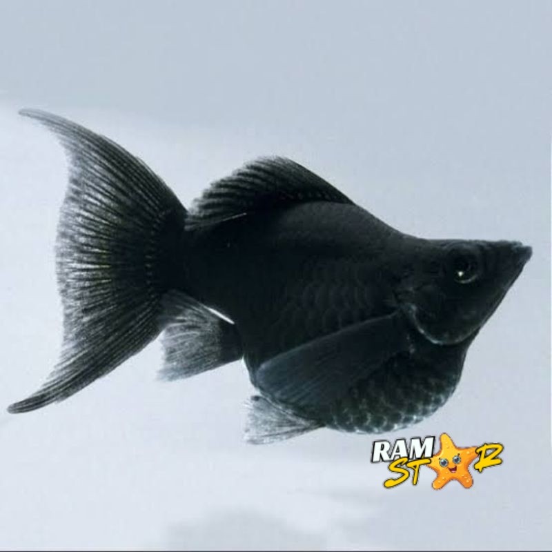 

ikan moly balon black cawang molly