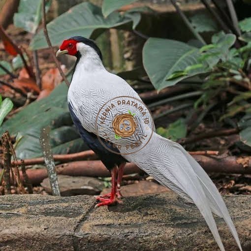 

Telur ayam hias ringneck silver pheasant fertil untuk ditetaskan KURNIA PRATAMA ID