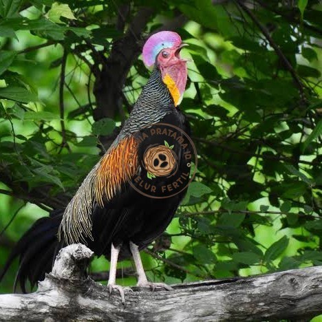 

Telur ayam hutan x jawa / telur ayam hias / telur fertil siap cod KURNIA PRATAMA ID