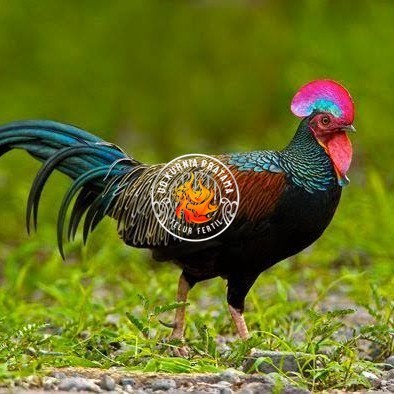 

Telur ayam hutan x jawa bekisar fertil asli siap ditetaskan - ayam hutan UD KURNIA PRATAMA