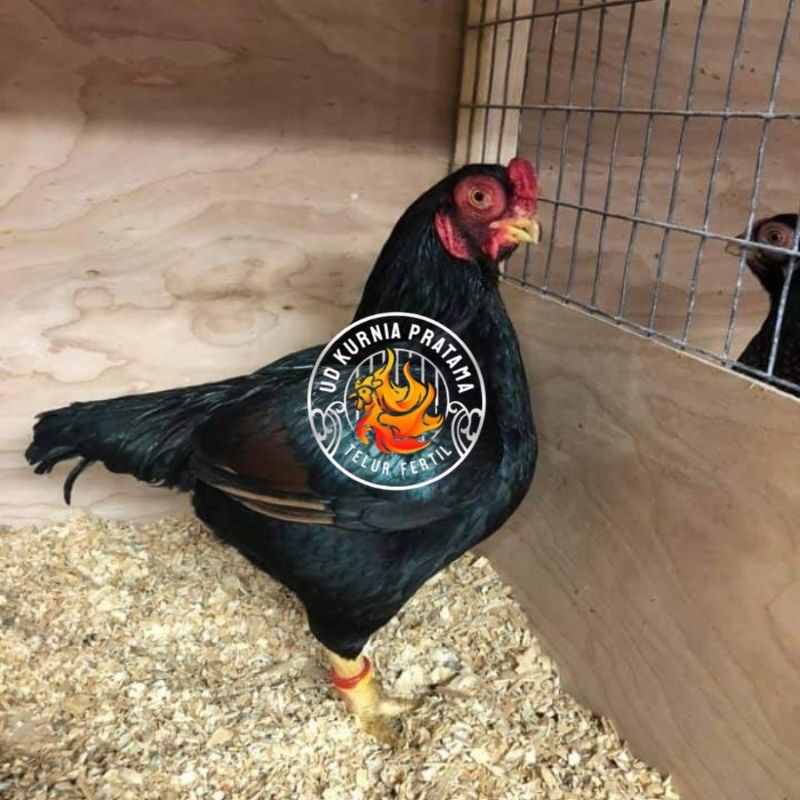 

TELUR AYAM HIAS BANTAM CORNISH UNTUK DI TETASKAN UD KURNIA PRATAMA