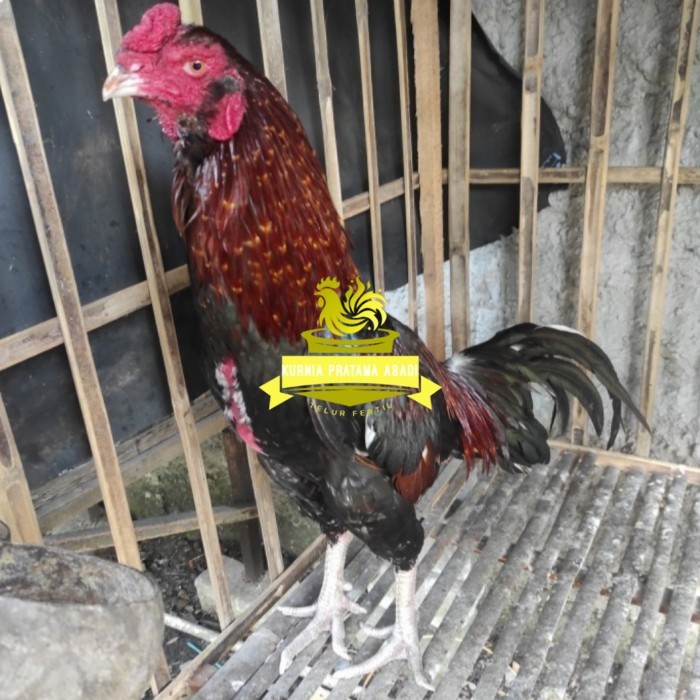 

Telur ayam bangkok birma fertil / ayam petarung aduan bisa ditetaskan Langsung KURNIA PRATAMA ABADI