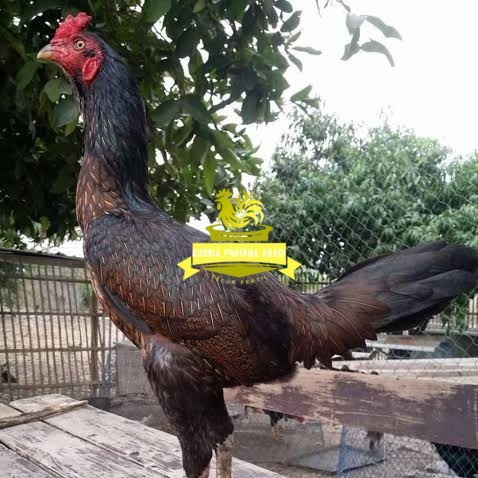 

Telur ayam bangkok bulbi petarung aduan fertil untuk ditetaskan KURNIA PRATAMA ABADI