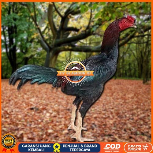 

Telur Ayam Pakhoy Vertil Siap Di Tetaskan Jaminan Super Oiginal Bergaransi CV GLAMOUR ID