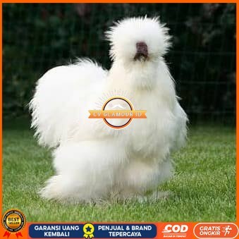 

Telur ayam kapas hias fertil siap ditetaskan CV GLAMOUR ID