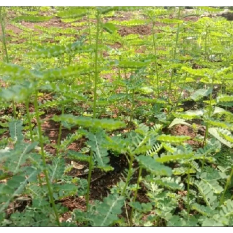 

daun Meniran segar daun fresh di cabut dengan akarnya 1kg order baru petik