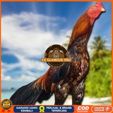 

TELUR BANGKOK RAJA FRESH FERTIL CV GLAMOUR PRO