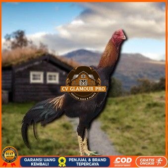 

telur tetas ayam shamo petarung CV GLAMOUR PRO