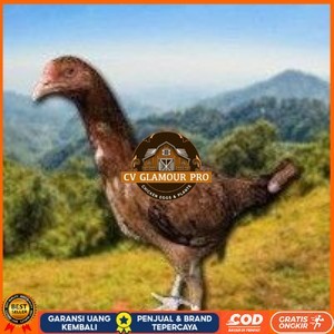 

telur tetas ayam shamo super tarung CV GLAMOUR PRO
