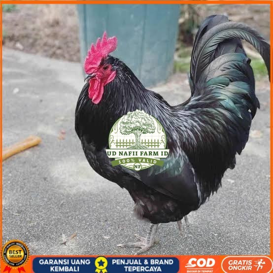 

Telur ayam black australorp fertil siap ditetaskan UD NAFII FARM ID