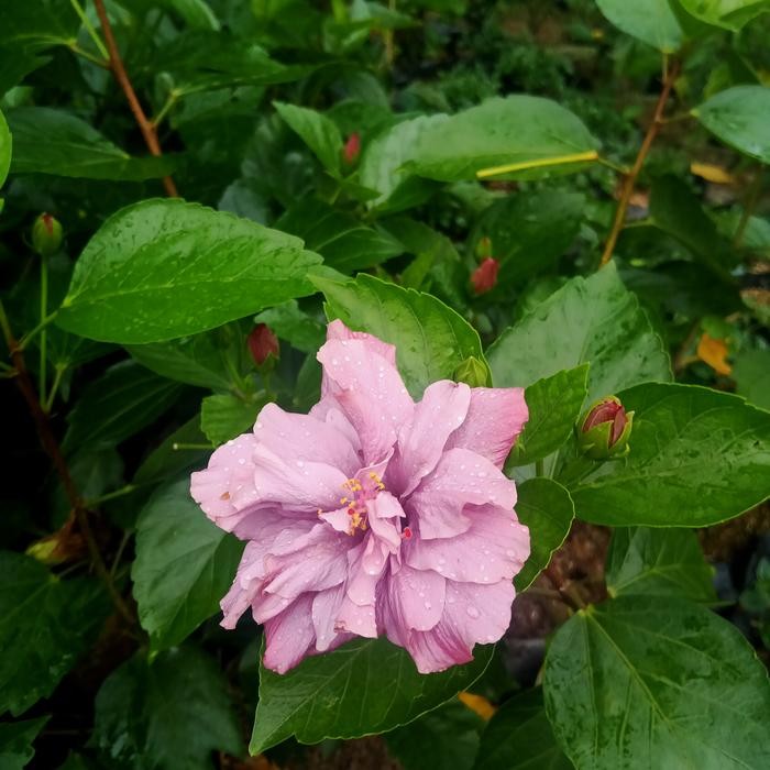 kembang sepatu ungu tumpuk