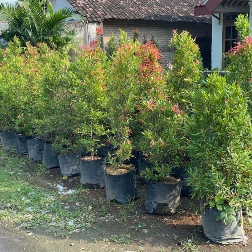 Bibit Pohon Pucuk Merah Rimbun Tinggi ± 2 meter - Pohon Pucuk Merah