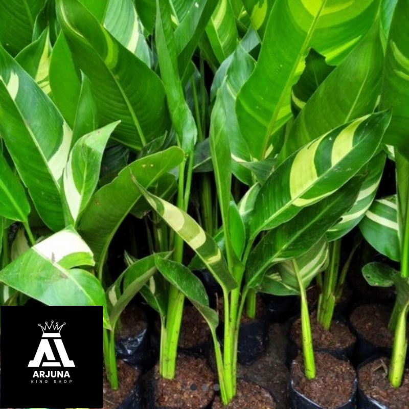 Tanaman Hias Pisang Helicornia Varigata Pisang Hias Berbunga