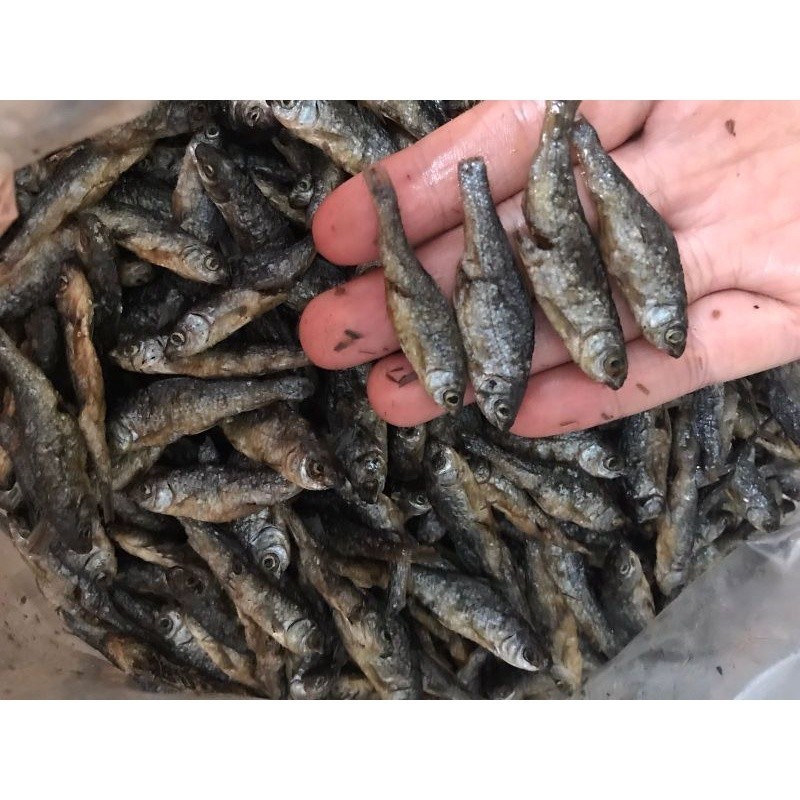 

Ikan Bili Padang 500gr Termurah Rasa Tawar