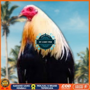 

telur ayam philipin asli AK47 bisa untuk di tetaskan vertil ori CV LIGHT PRO