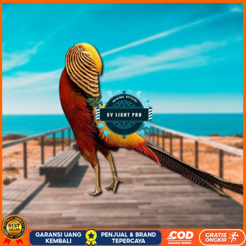 

telur ayam golden pheasant asli bisa untuk di tetaskan CV LIGHT PRO