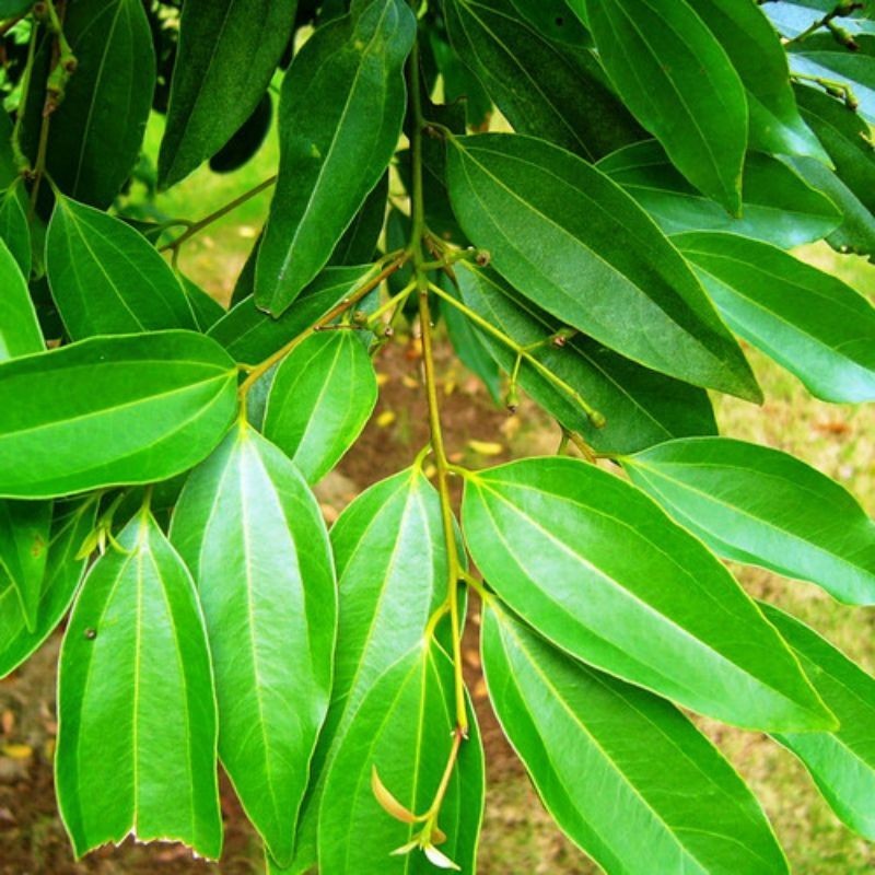 

Daun Kayu Manis 250gr / Daun Kulit Manis Segar Basah / Daun Kayu Manis Kualitas Terbaik