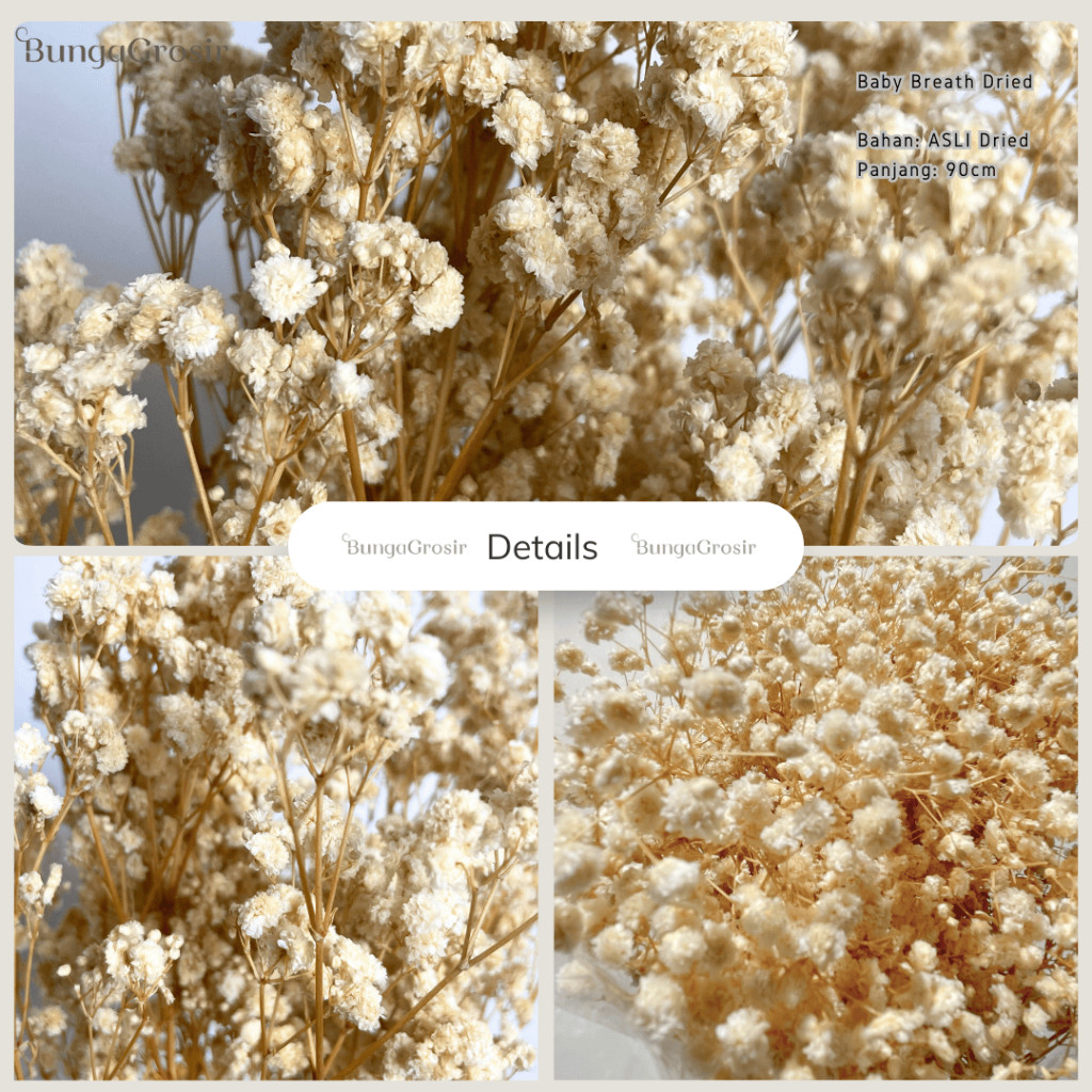 

150 Gr / 100 Gr Baby Breath Dried / Kering Untuk Florist