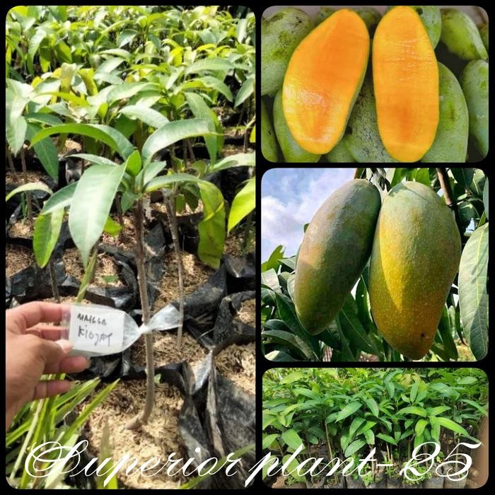 BIBIT MANGGA KIOJAY OKULASI TANAMAN MANGGA KIOJAY