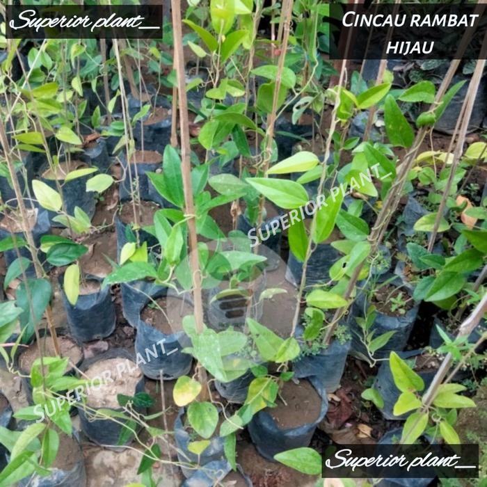 BIBIT CINCAU RAMBAT TANAMAN CINCAU HIJAU