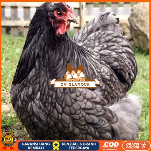 

Telur ayam bantam chocin / telur ayam hias / telur fertil siap tetas CV GLAMOUR