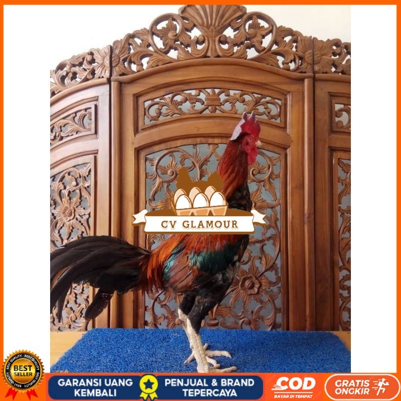 

TELUR PHAKOY MURAH FRESH FERTIL CV GLAMOUR