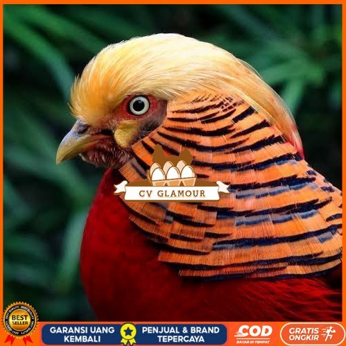 

Telur ayam ringneck golden pheasant telur ayam hias fertil siap tetas CV GLAMOUR