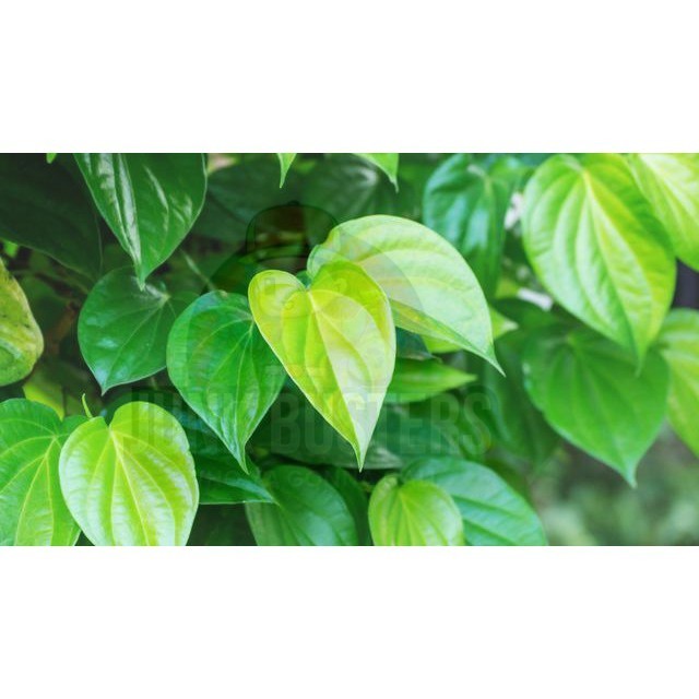 

Daun Sirih Hijau Segar