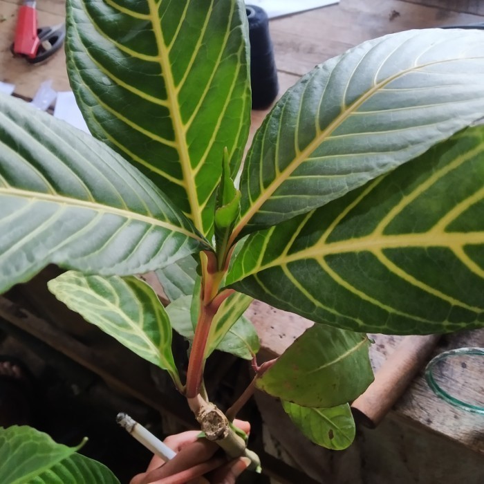 aphelendra garis kuning,beli 3 gratis 1 (B_S) (1)