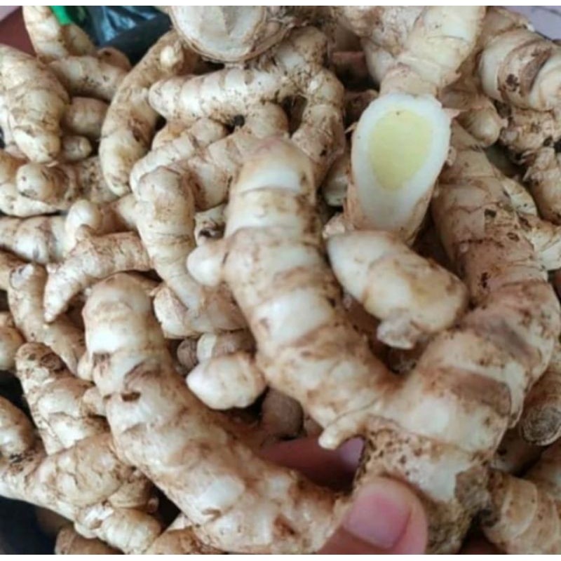 

kunyit putih segar 1 kg temu putih fresh organik