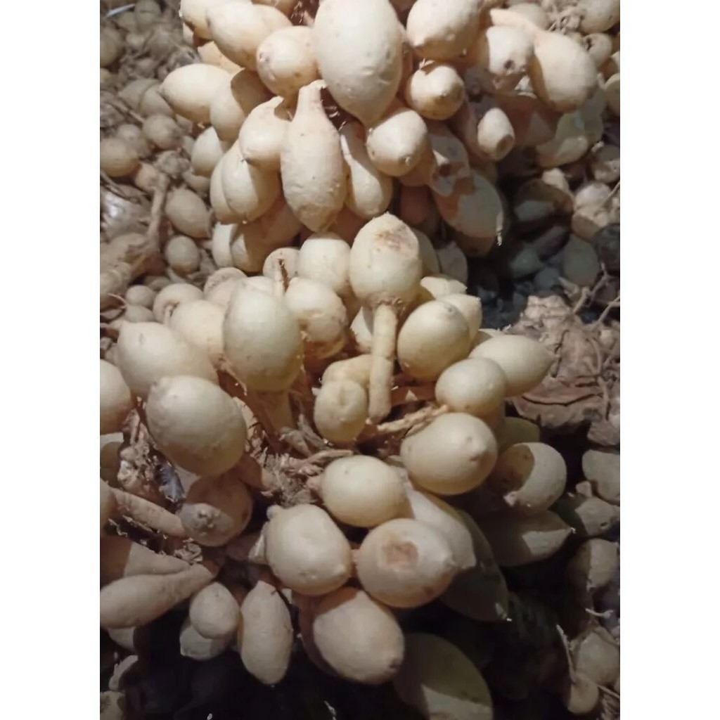 KUNYIT PUTIH SEGAR 1 KG KUNIR PUTIH