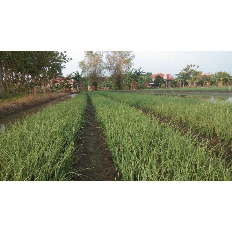 JAMIN MURAH bibit siap tanam bawang merah brebes(BISA LANGSUNG ORDER)